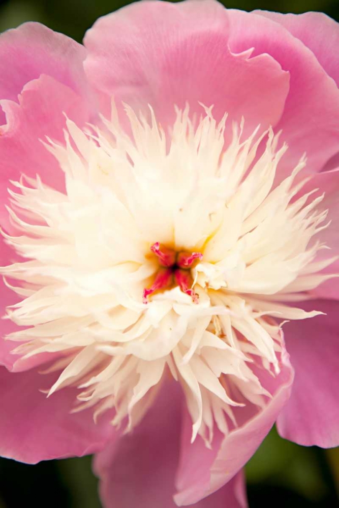Wall Art Painting id:9733, Name: Pink and White Peony I, Artist: Millet, Karyn
