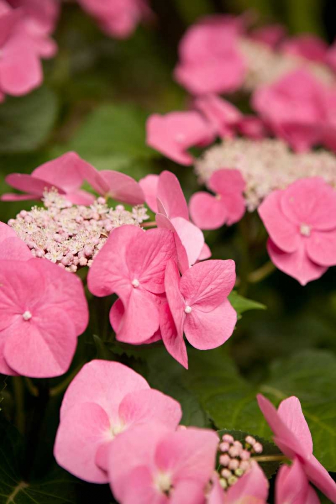 Wall Art Painting id:9740, Name: Lace Hydrangea II, Artist: Millet, Karyn