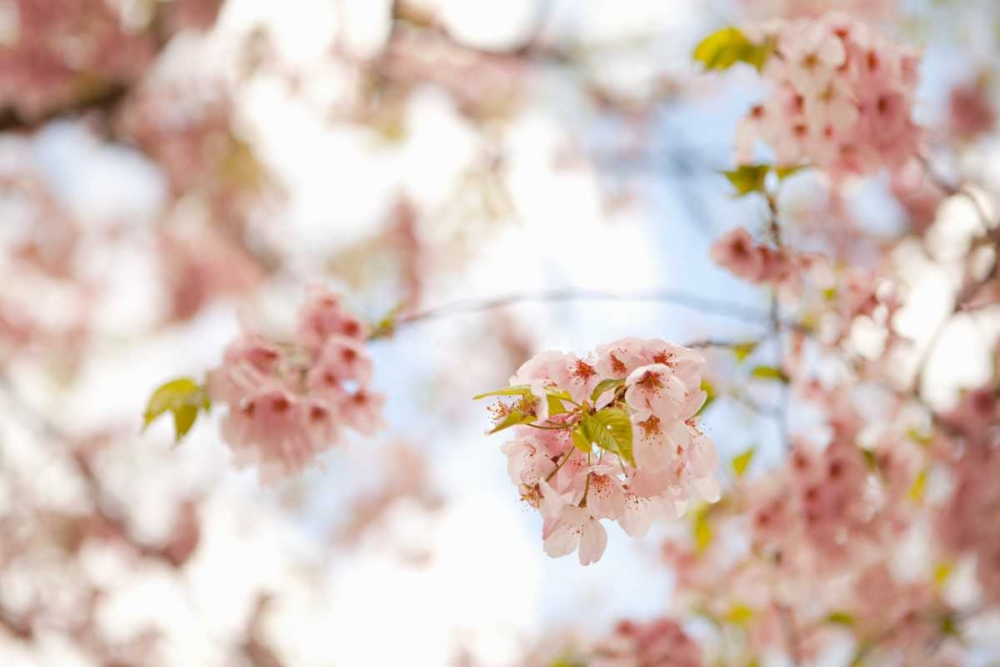 Similar wall art painting: 20212