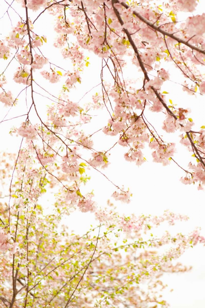 Similar wall art painting: 20215