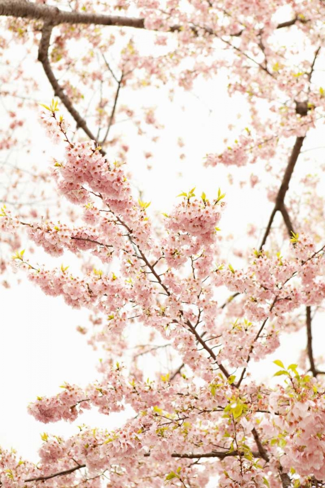 Similar wall art painting: 20217