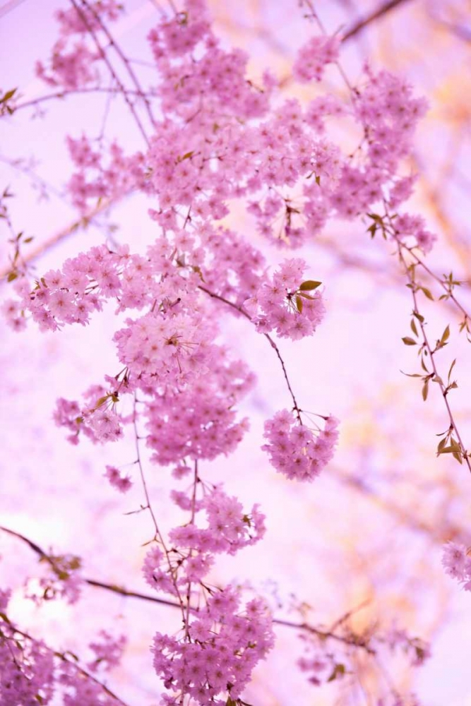 Similar wall art painting: 20222