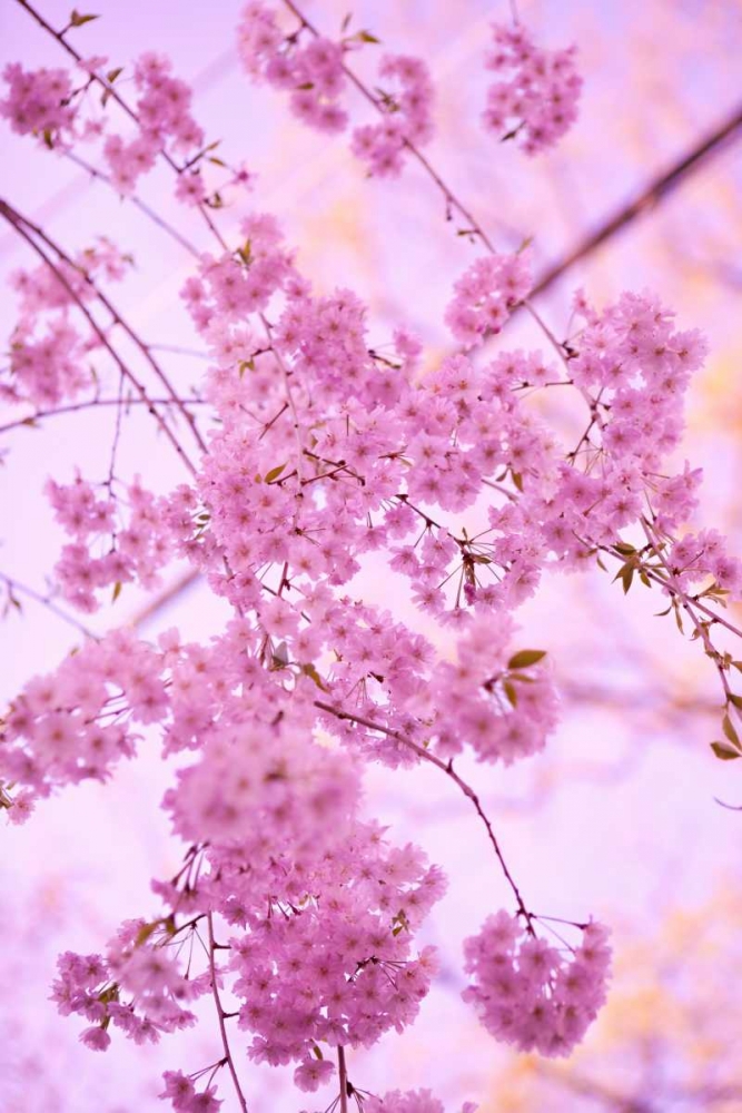 Similar wall art painting: 20223