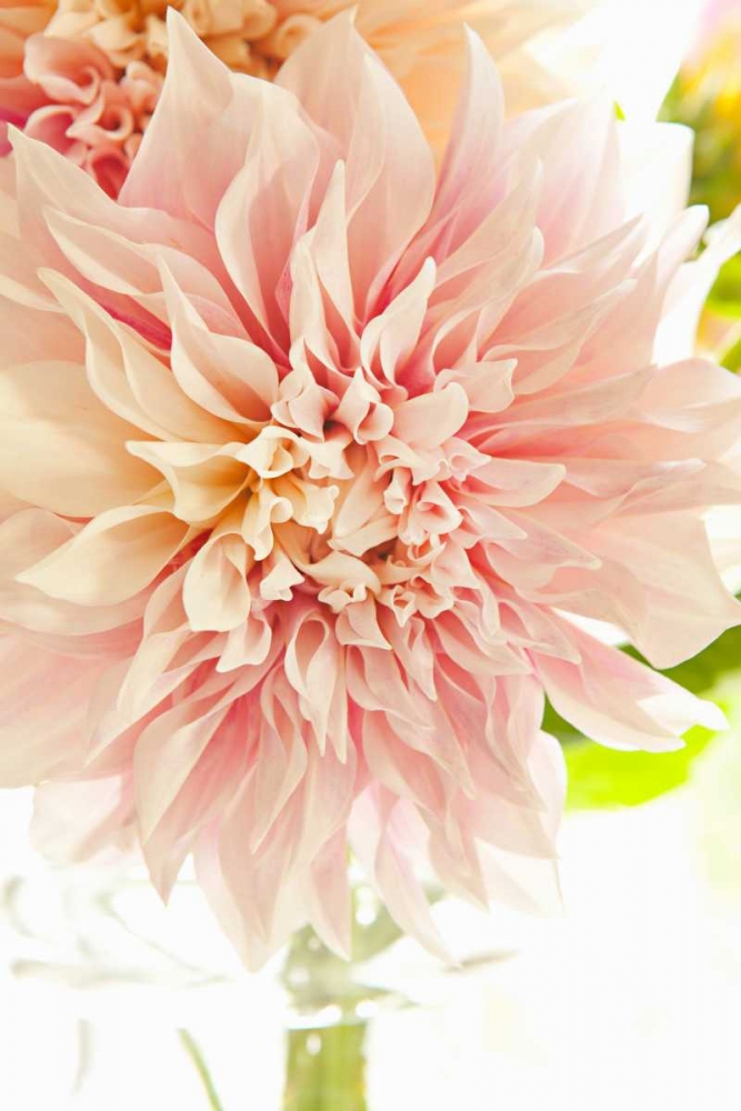 Wall Art Painting id:146139, Name: Pink Dahlia I, Artist: Millet, Karyn