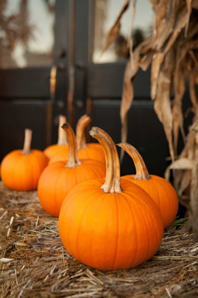 Wall Art Painting id:146375, Name: Pumpkins II, Artist: Millet, Karyn