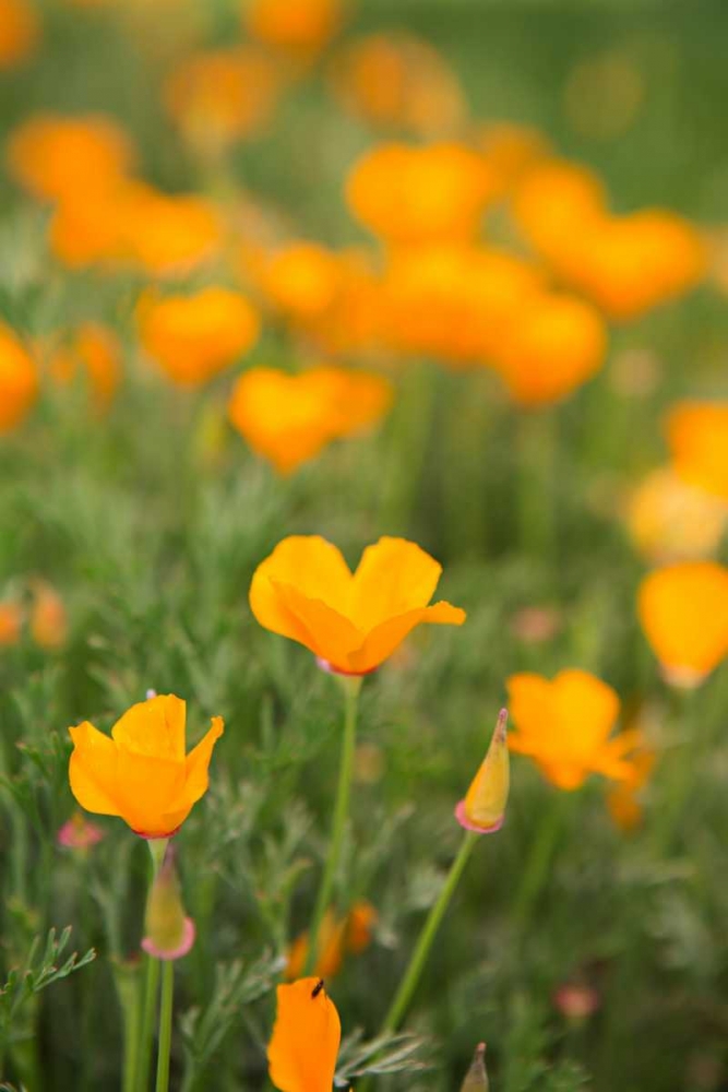 Wall Art Painting id:146381, Name: California Poppies, Artist: Millet, Karyn