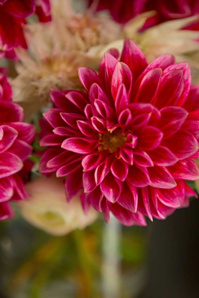 Wall Art Painting id:146391, Name: Pink and White Dahlias I, Artist: Millet, Karyn