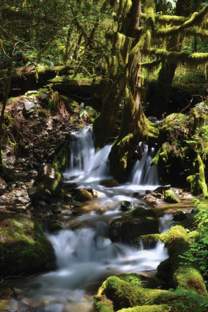 Wall Art Painting id:2715, Name: Falls in the Forest I, Artist: Moore, Brian