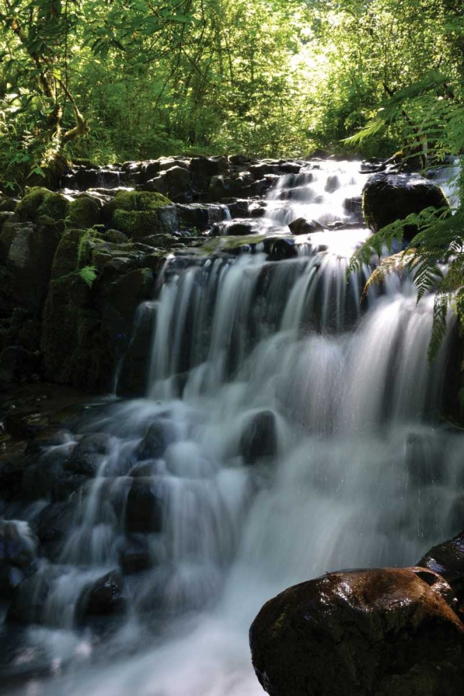 Wall Art Painting id:2716, Name: Falls in the Forest II, Artist: Moore, Brian