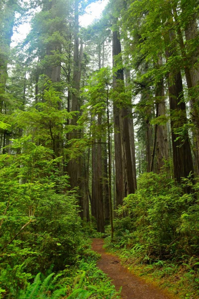 Wall Art Painting id:2718, Name: Hiking Trail II, Artist: Moore, Brian