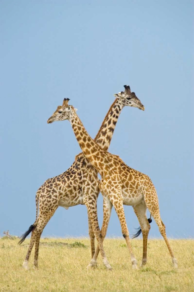 Similar wall art painting: 2742