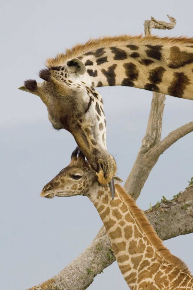 Similar wall art painting: 2744