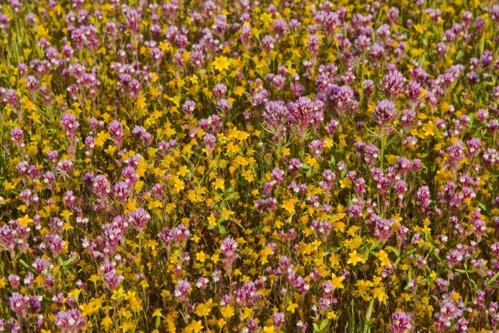 Similar wall art painting: 146499