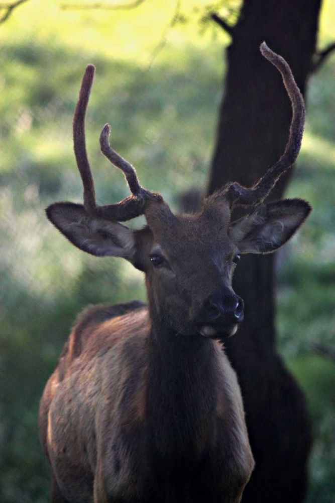 Wall Art Painting id:3055, Name: Elk I, Artist: Putman, Tammy