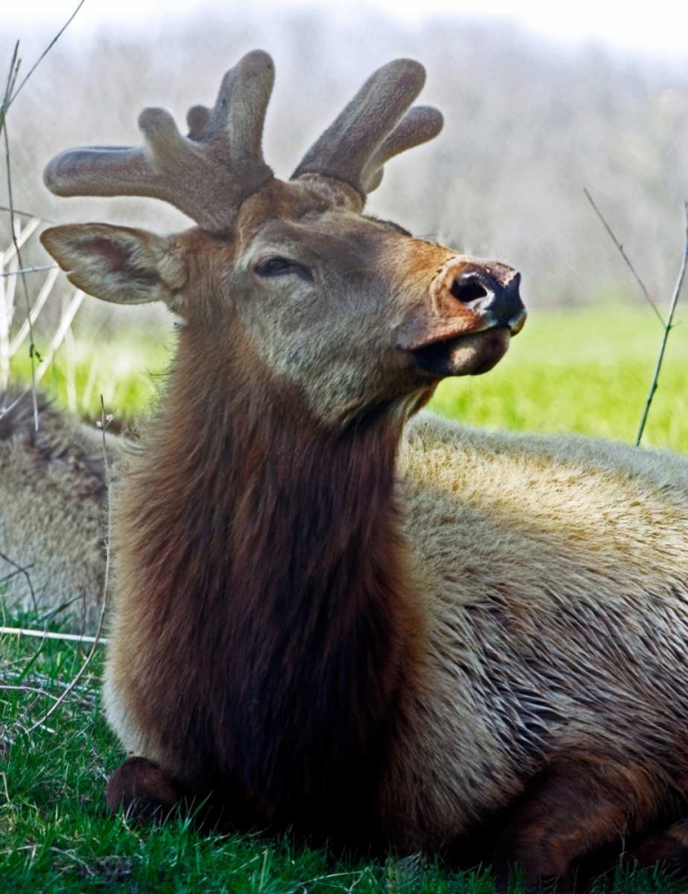 Wall Art Painting id:3056, Name: Elk II, Artist: Putman, Tammy