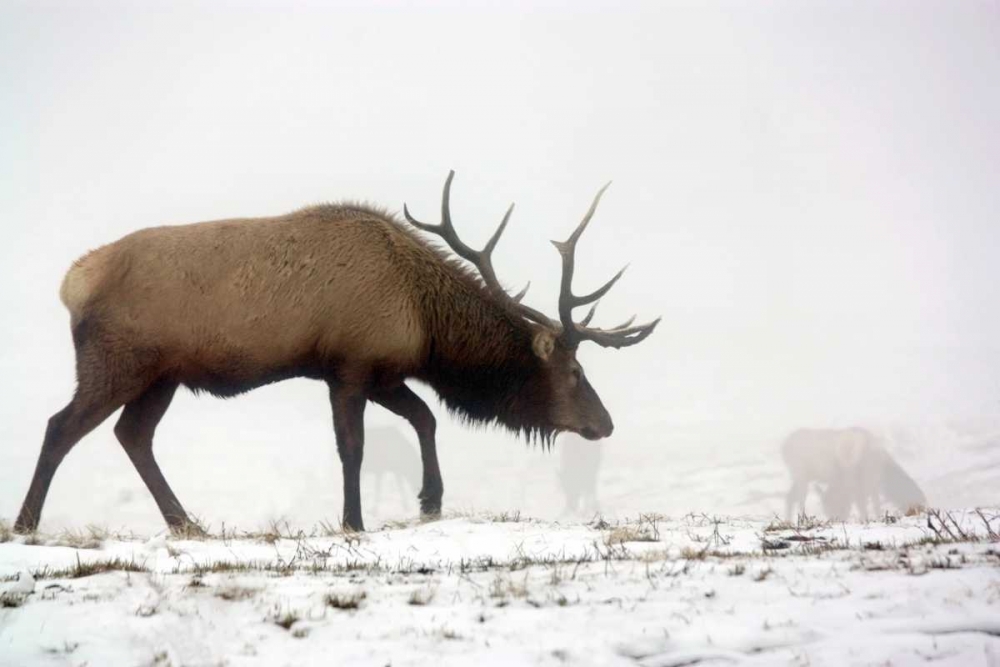 Wall Art Painting id:3058, Name: Elk IV, Artist: Putman, Tammy