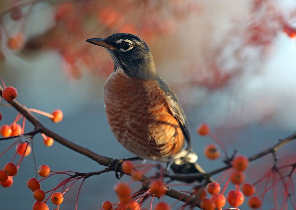 Wall Art Painting id:406993, Name: Robin the Berry II, Artist: Putman, Tammy