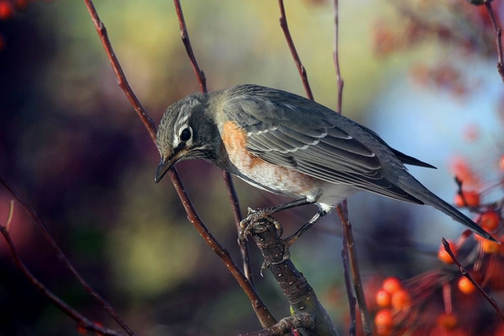 Wall Art Painting id:406994, Name: Robin the Berry III, Artist: Putman, Tammy