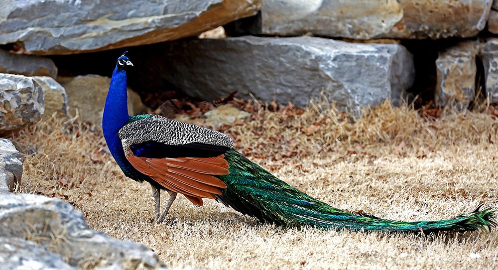 Wall Art Painting id:495697, Name: Posing Peacock I, Artist: Putman, Tammy