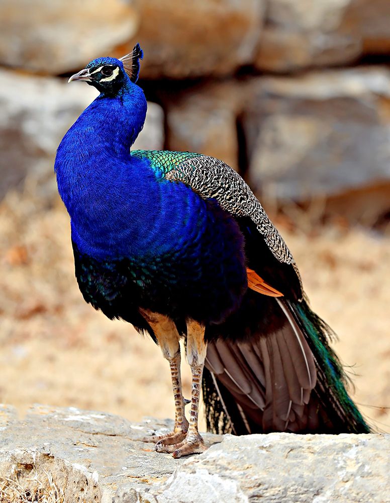 Wall Art Painting id:495699, Name: Posing Peacock III, Artist: Putman, Tammy