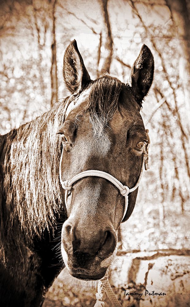 Wall Art Painting id:495700, Name: Vintage Horse I, Artist: Putman, Tammy