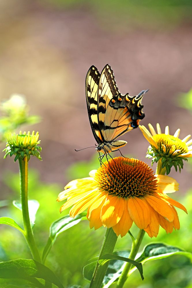 Wall Art Painting id:495705, Name: Eastern Tiger Swallowtail Lift, Artist: Putman, Tammy