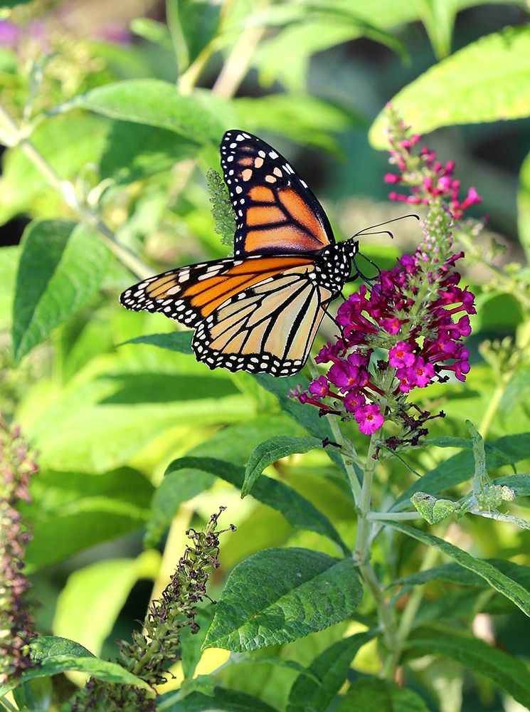 Wall Art Painting id:495706, Name: Monarch Garden I, Artist: Putman, Tammy