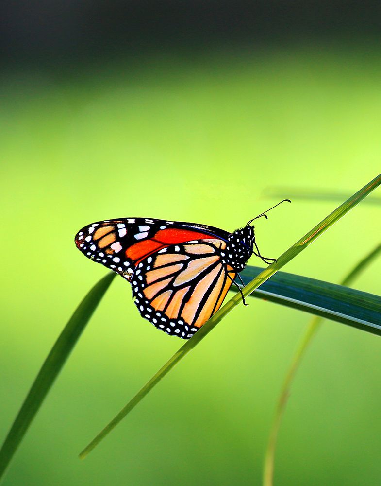 Wall Art Painting id:495707, Name: Monarch Stained Glass, Artist: Putman, Tammy