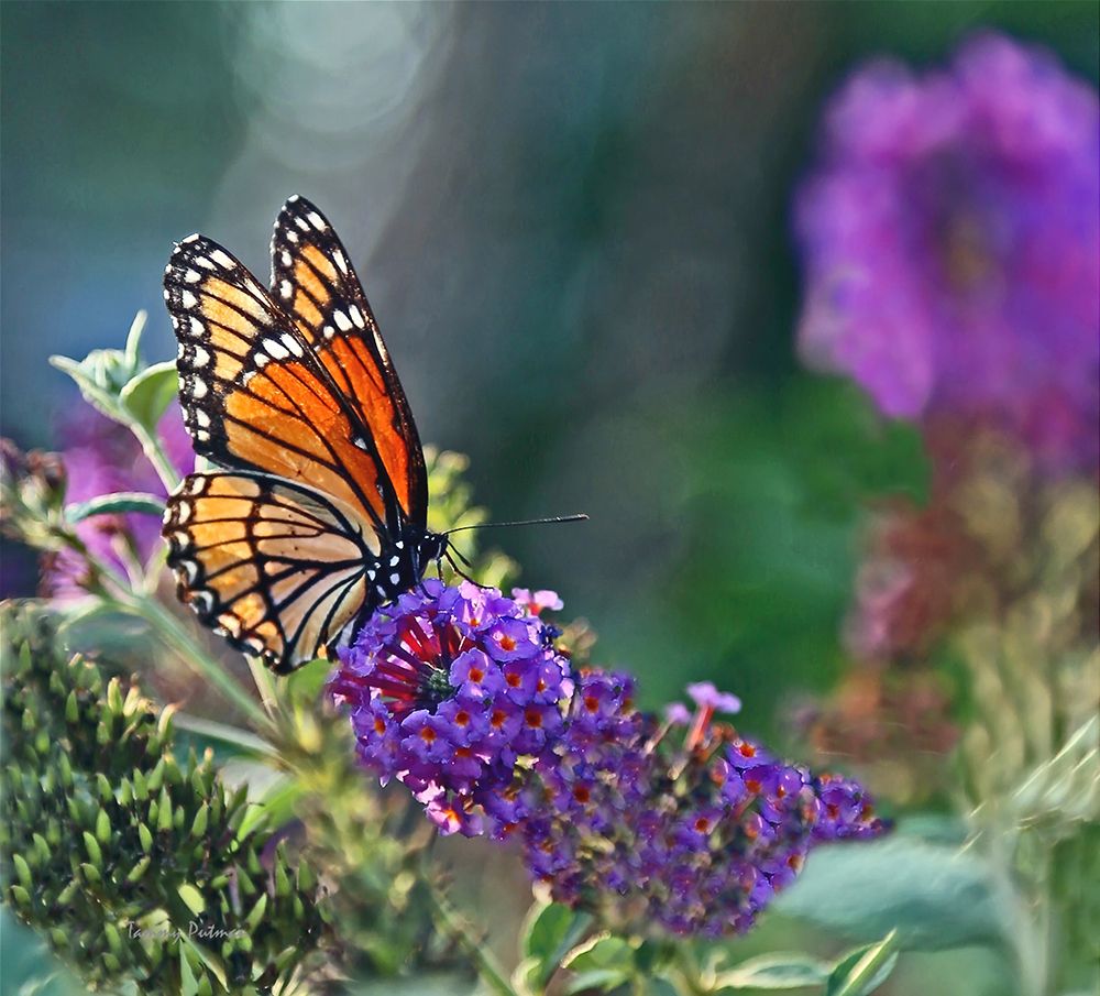 Wall Art Painting id:495708, Name: Monarch Garden II, Artist: Putman, Tammy