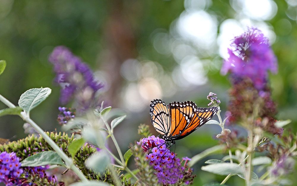 Wall Art Painting id:495709, Name: Monarch Garden III, Artist: Putman, Tammy