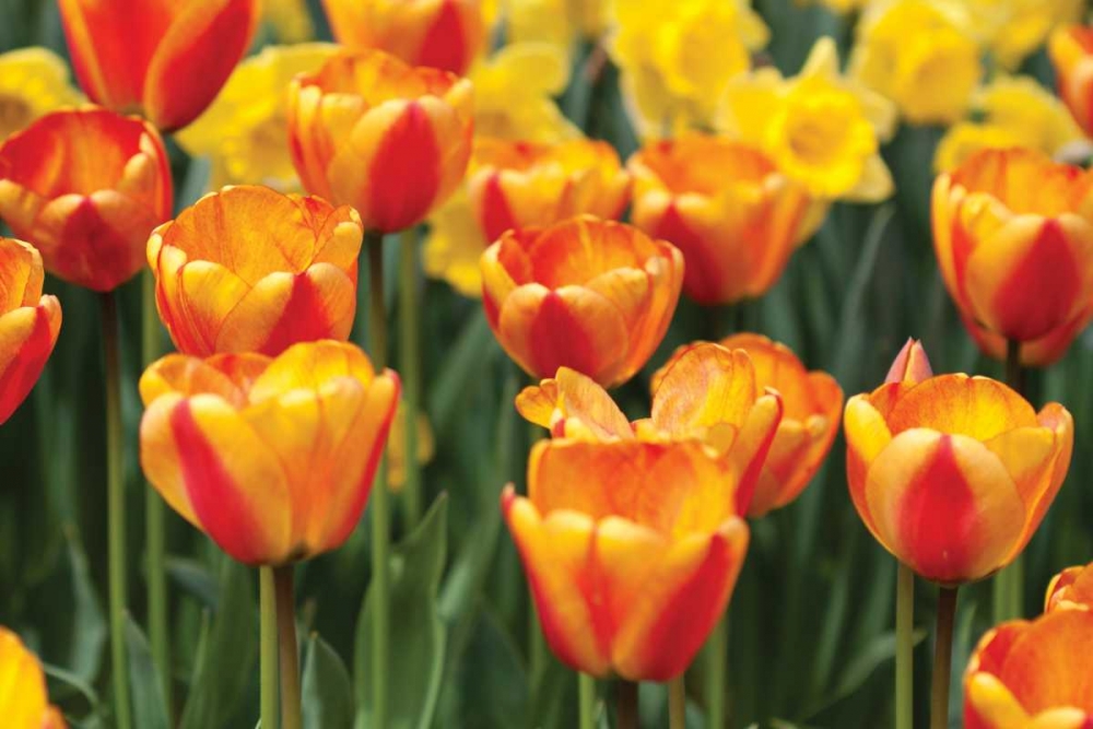 Similar wall art painting: 3473