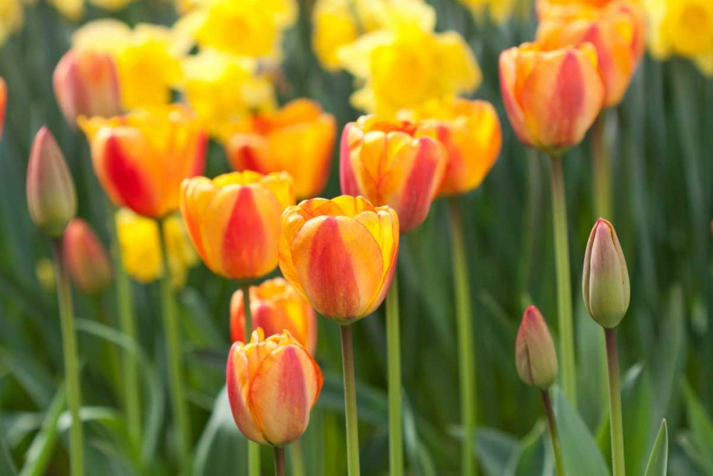 Similar wall art painting: 3474