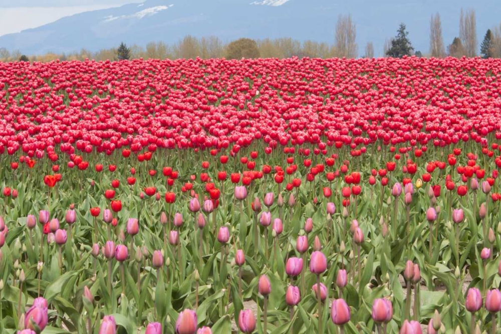 Similar wall art painting: 3481