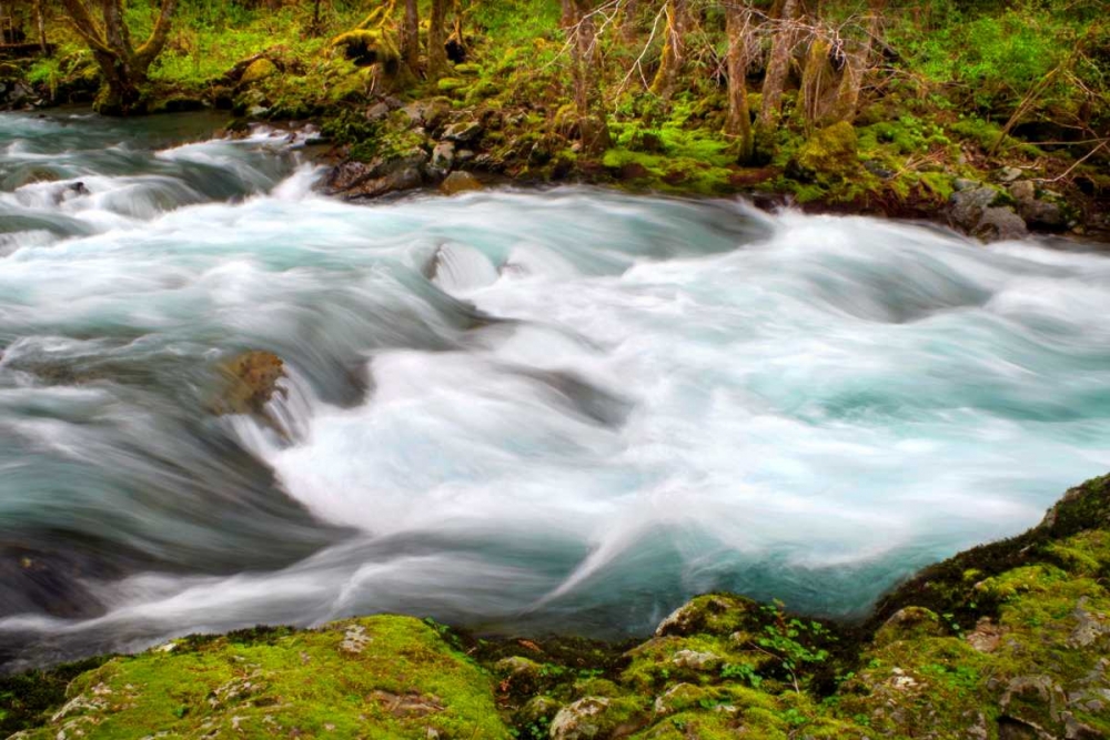 Wall Art Painting id:146682, Name: Rainforest River II, Artist: Taylor, Douglas