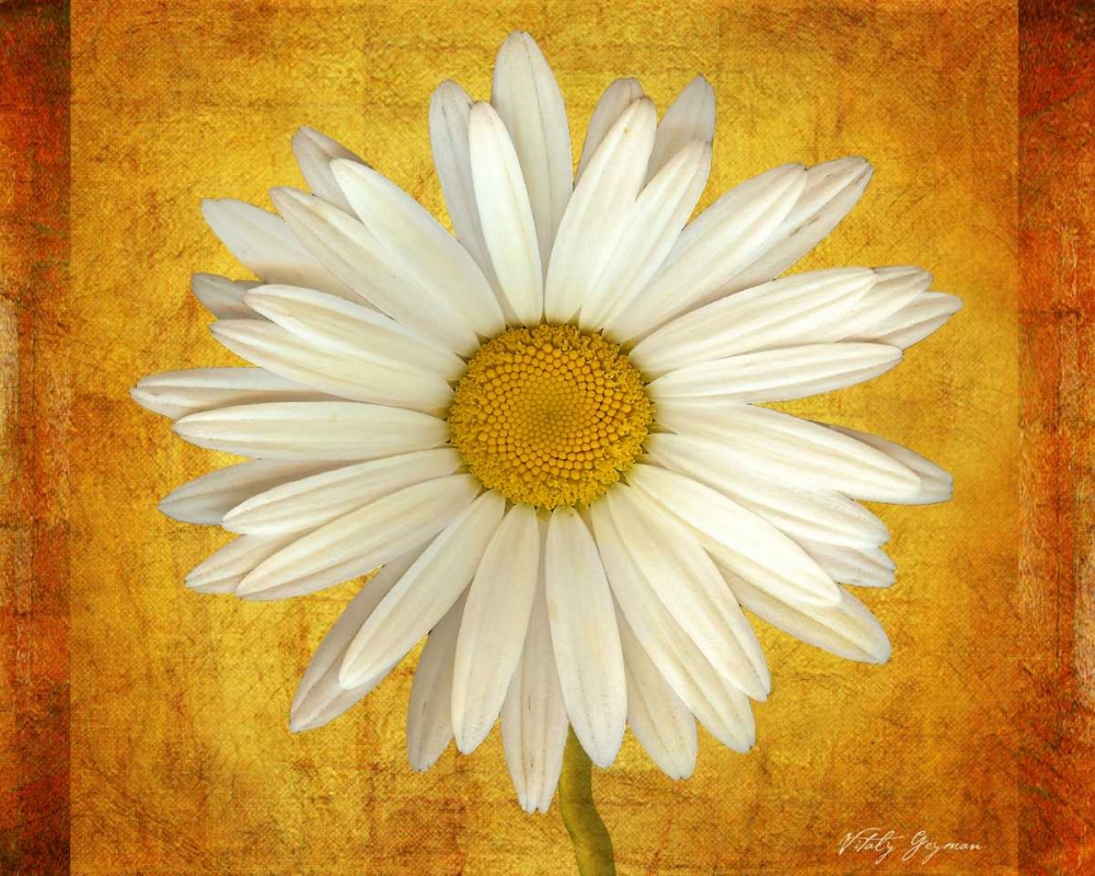 Wall Art Painting id:574, Name: Daisy in Gold, Artist: Geyman, Vitaly