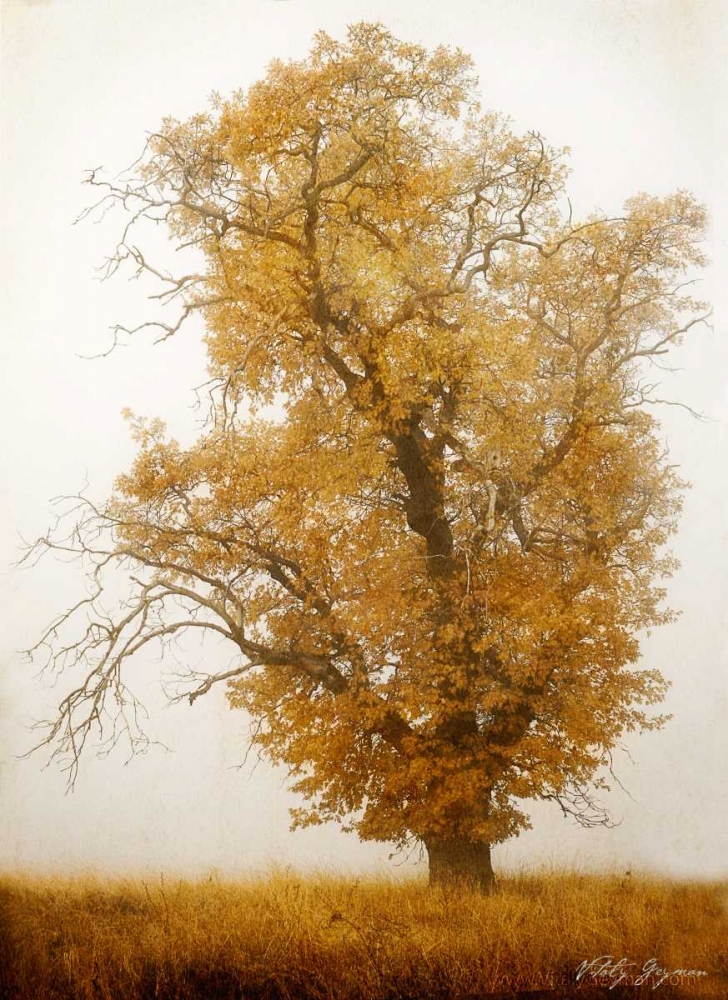 Wall Art Painting id:584, Name: Autumn Mist I, Artist: Geyman, Vitaly