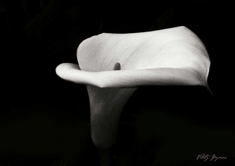 Wall Art Painting id:747, Name: Calla Lily III, Artist: Geyman, Vitaly