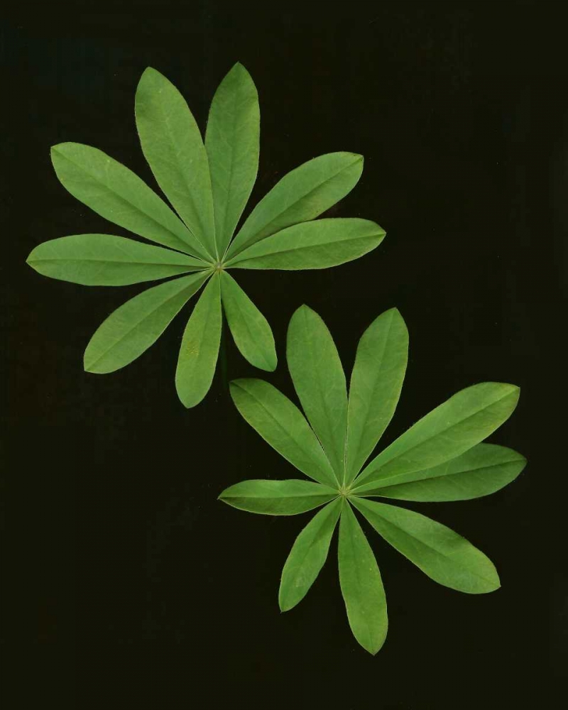 Wall Art Painting id:3810, Name: Green Leaves I, Artist: Geyman, Vitaly