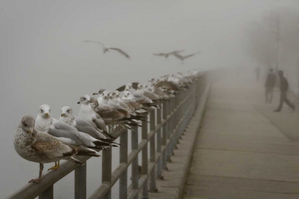 Wall Art Painting id:9933, Name: Seagul Paradise III, Artist: Vitaly, Geyman