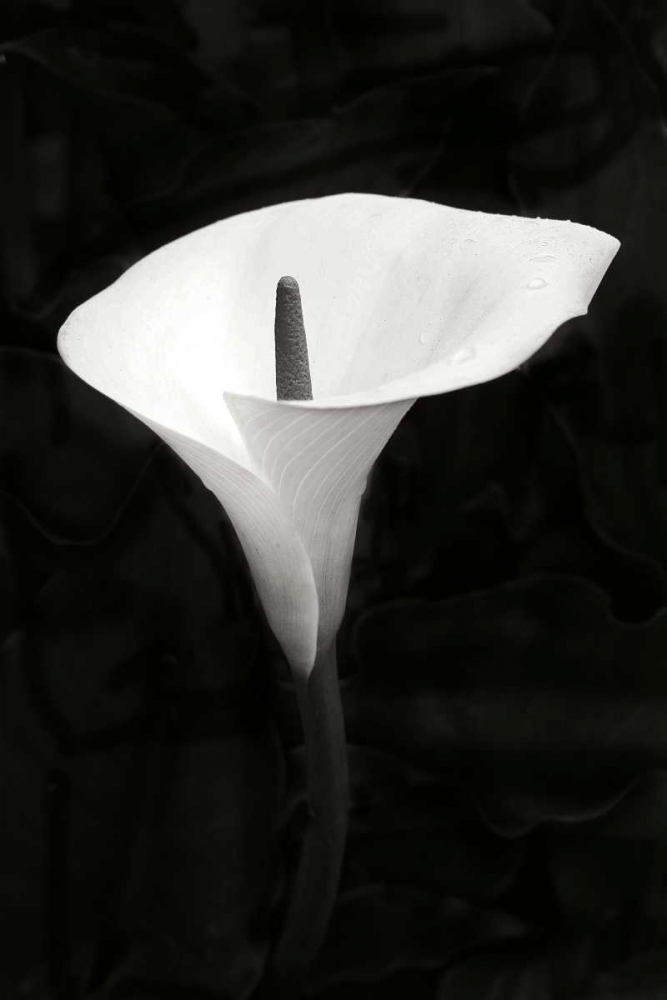 Wall Art Painting id:20328, Name: Calla Lily Perfection III, Artist: Geyman, Vitaly