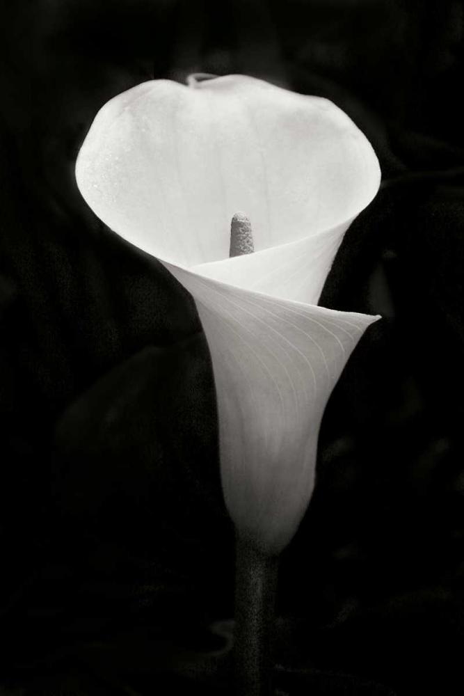 Wall Art Painting id:20329, Name: Calla Lily Perfection IV, Artist: Geyman, Vitaly