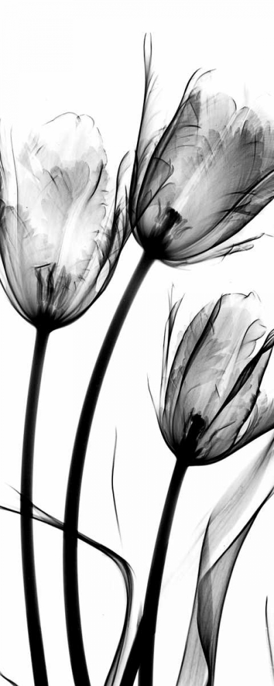 Art Print: Tulips