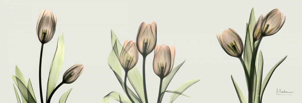 Wall Art Painting id:22100, Name: Spring  Tulip Triple, Artist: Koetsier, Albert