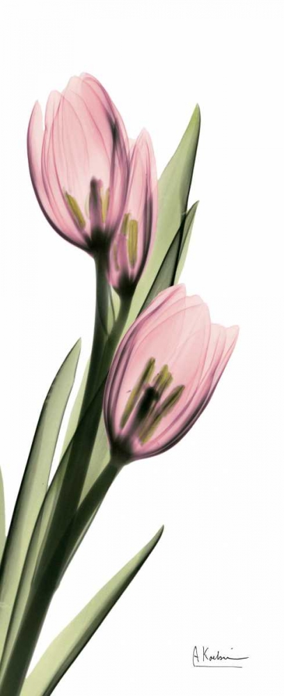 Wall Art Painting id:22130, Name: Tulips in Pink, Artist: Koetsier, Albert