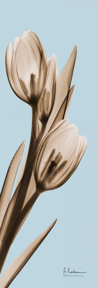 Art Print: Tulip
