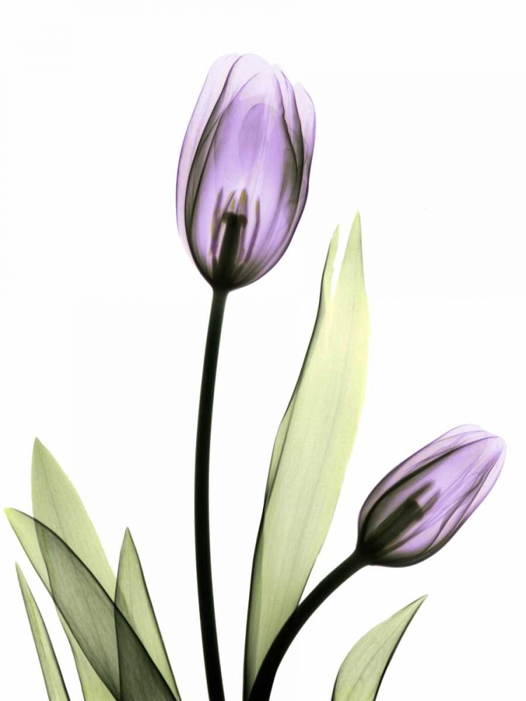Wall Art Painting id:22186, Name: Purple Tulips, Artist: Koetsier, Albert