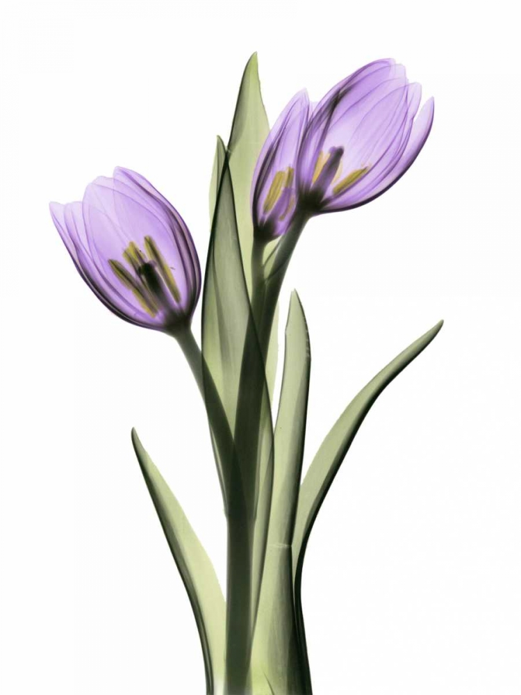 Wall Art Painting id:22188, Name: Purple Tulips 2, Artist: Koetsier, Albert