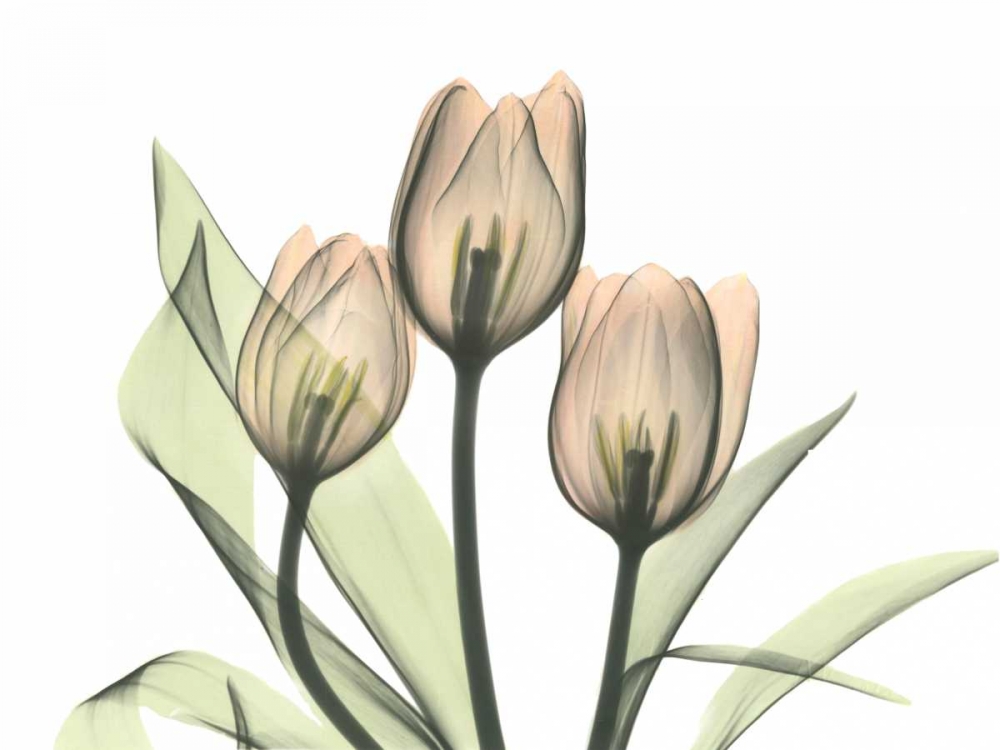 Wall Art Painting id:22190, Name: Tulips Three in Color, Artist: Koetsier, Albert