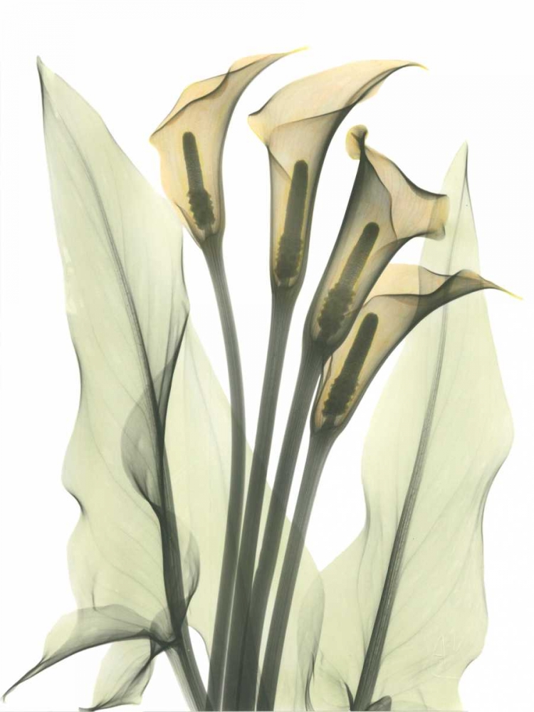 Wall Art Painting id:22202, Name: Calla Lily Bunch in Color, Artist: Koetsier, Albert