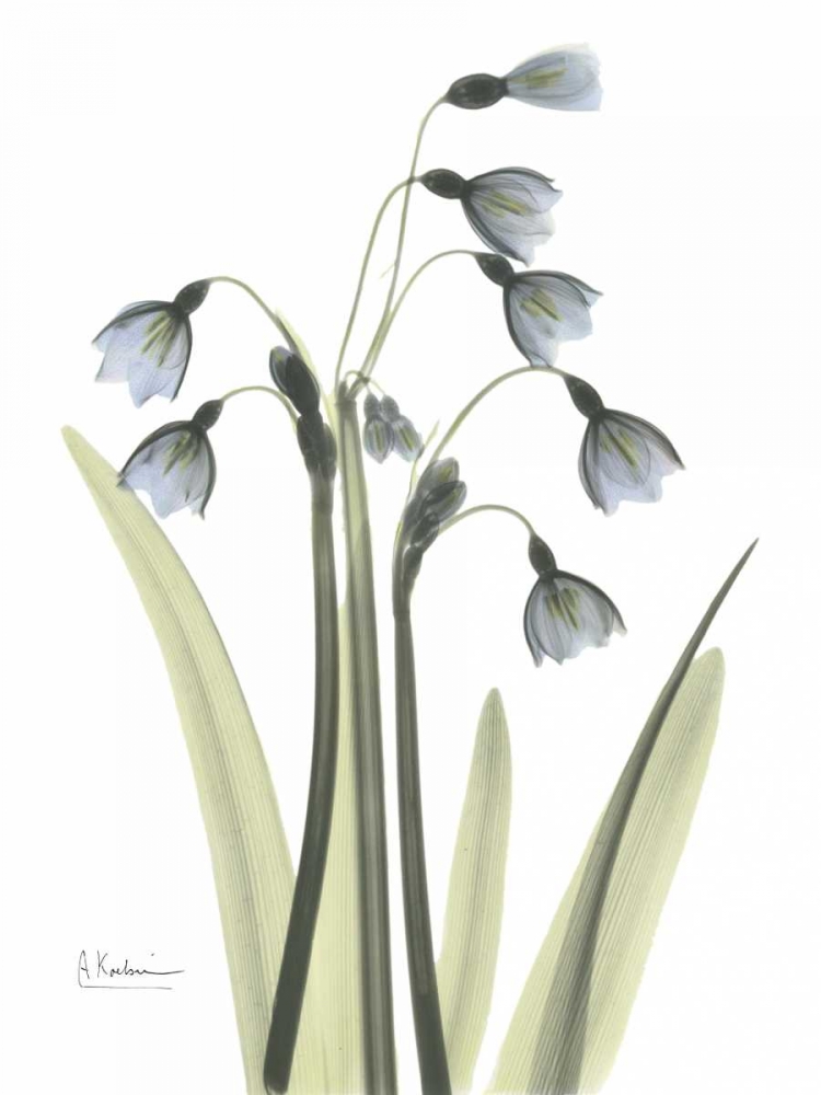 Wall Art Painting id:22254, Name: Snow Drop in Color, Artist: Koetsier, Albert